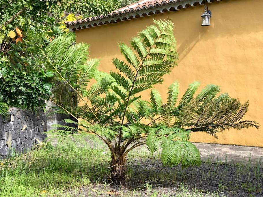 Rustic House La Montana Villa Brena Baja Ngoại thất bức ảnh